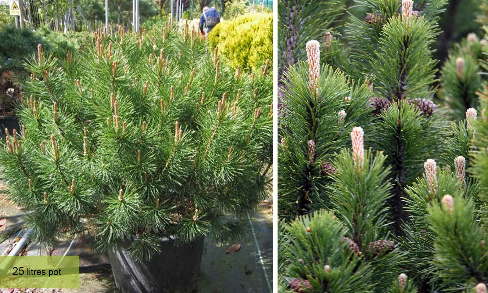 Pinus Mugo   Bodur Çam